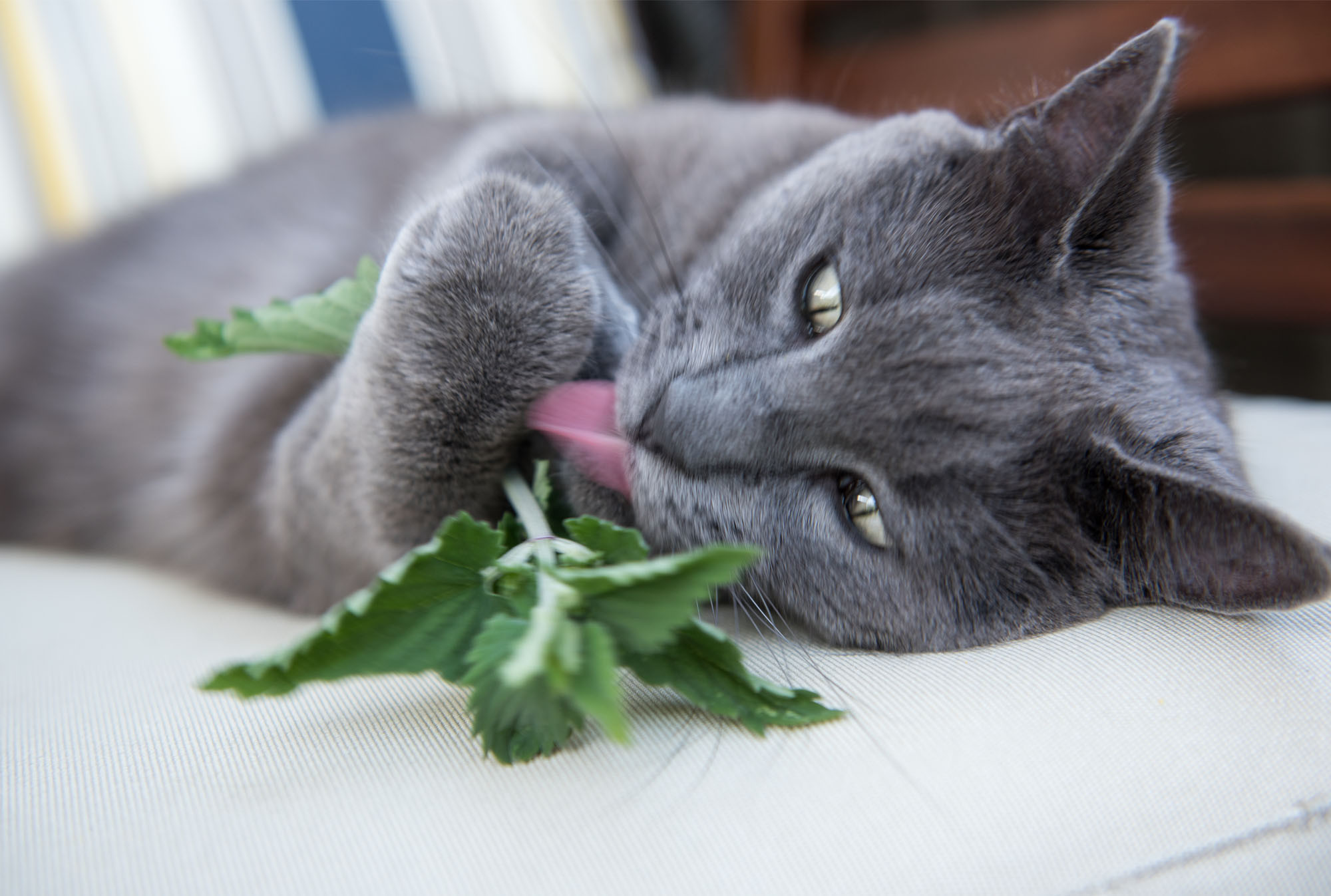 La Hierba Gatera ¿Qué es el catnip y cómo afecta a mi gato? - Blog