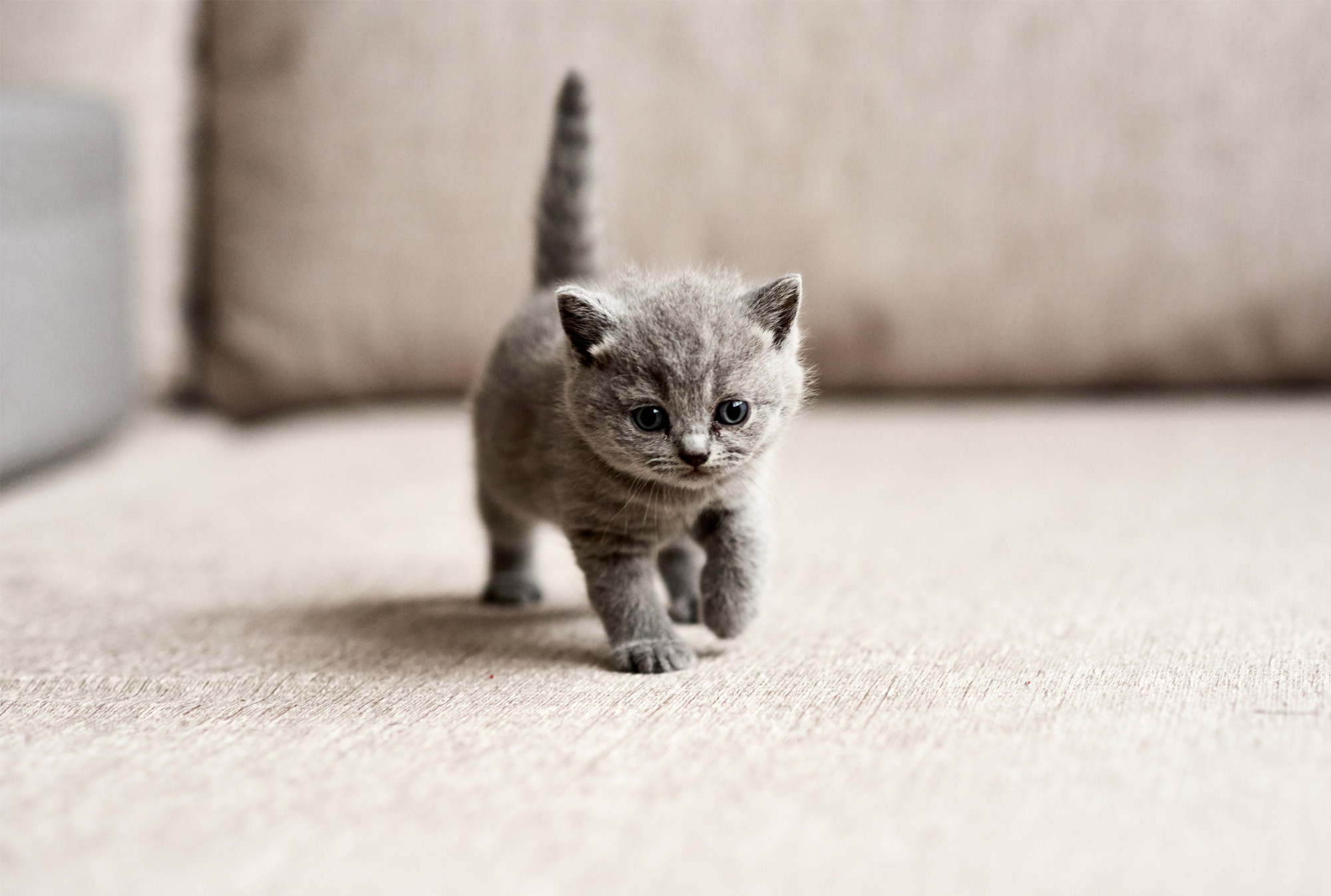  Bienvenido A Casa Gatito C mo Cuidar De Mi Gato Reci n Nacido Blog