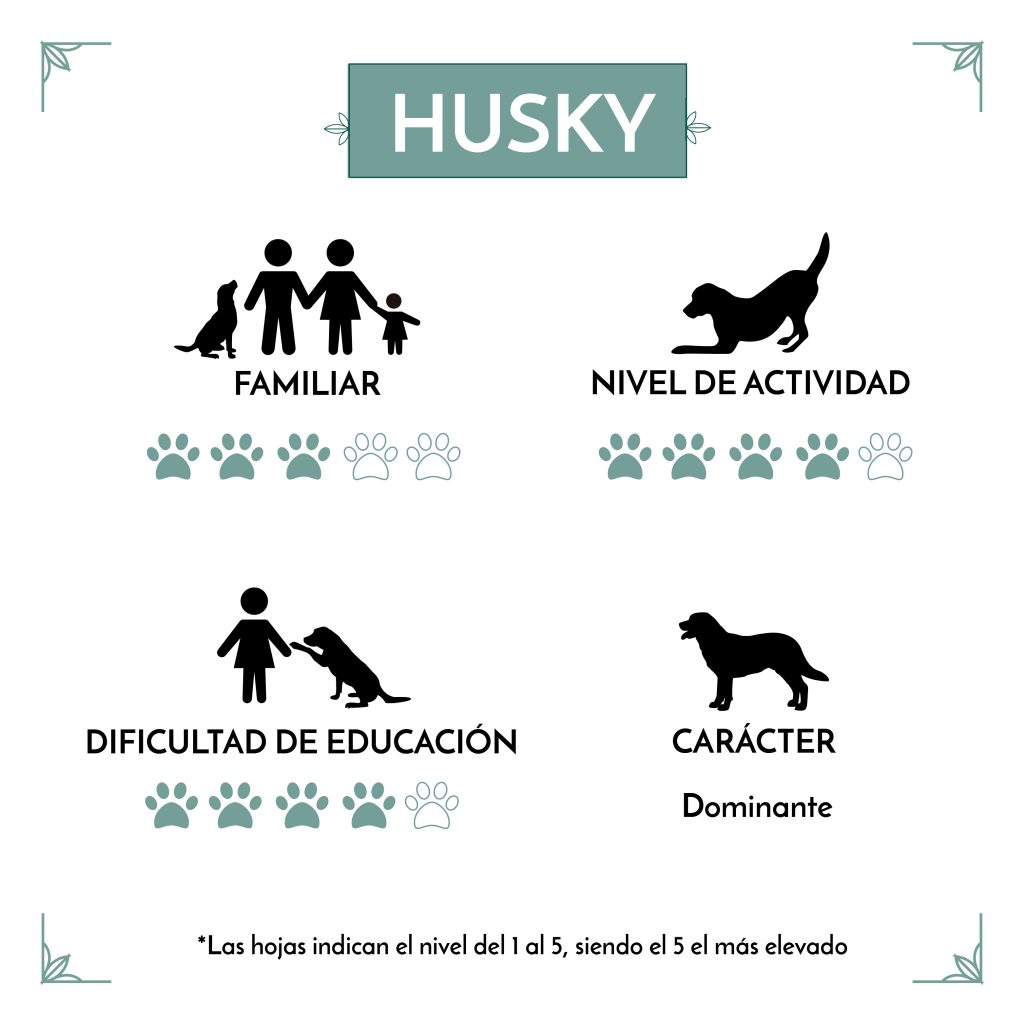 El Husky Siberiano es un perro aceptable para la familia, con un nivel de educación y actividad alto, y con un carácter dominante. 