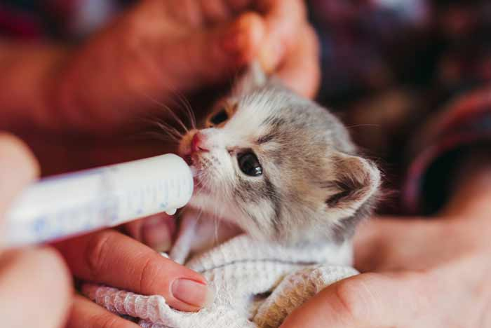 Cómo alimentar a un gato recién nacido sin su madre