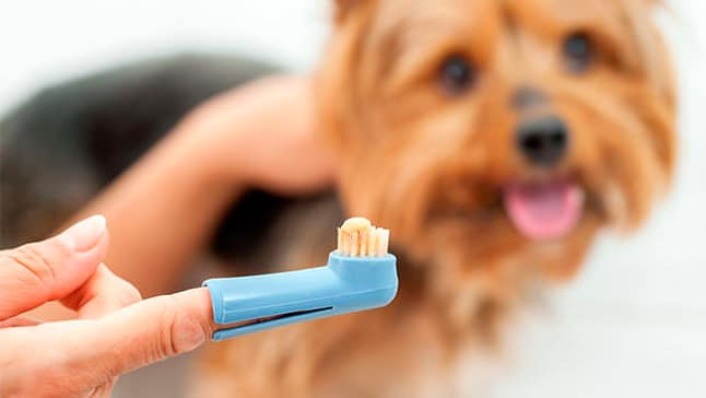 Como limpiar los dientes a un perro