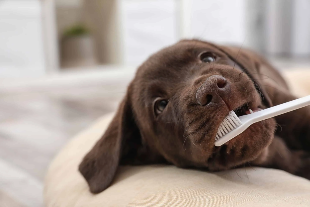 Cepillo y pasta de dientes para perros