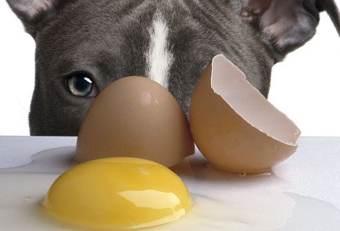 ¿Los perros pueden comer huevo crudo?