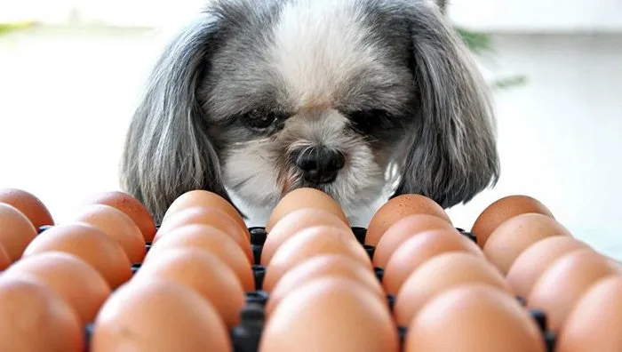 Beneficios del huevo en perros