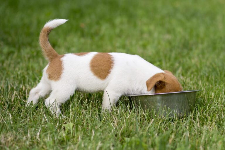 ¿Cuántas veces come un perro cachorro al día?