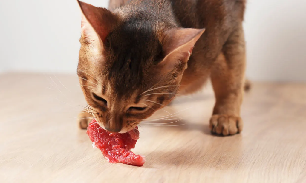 dieta barf para gatos