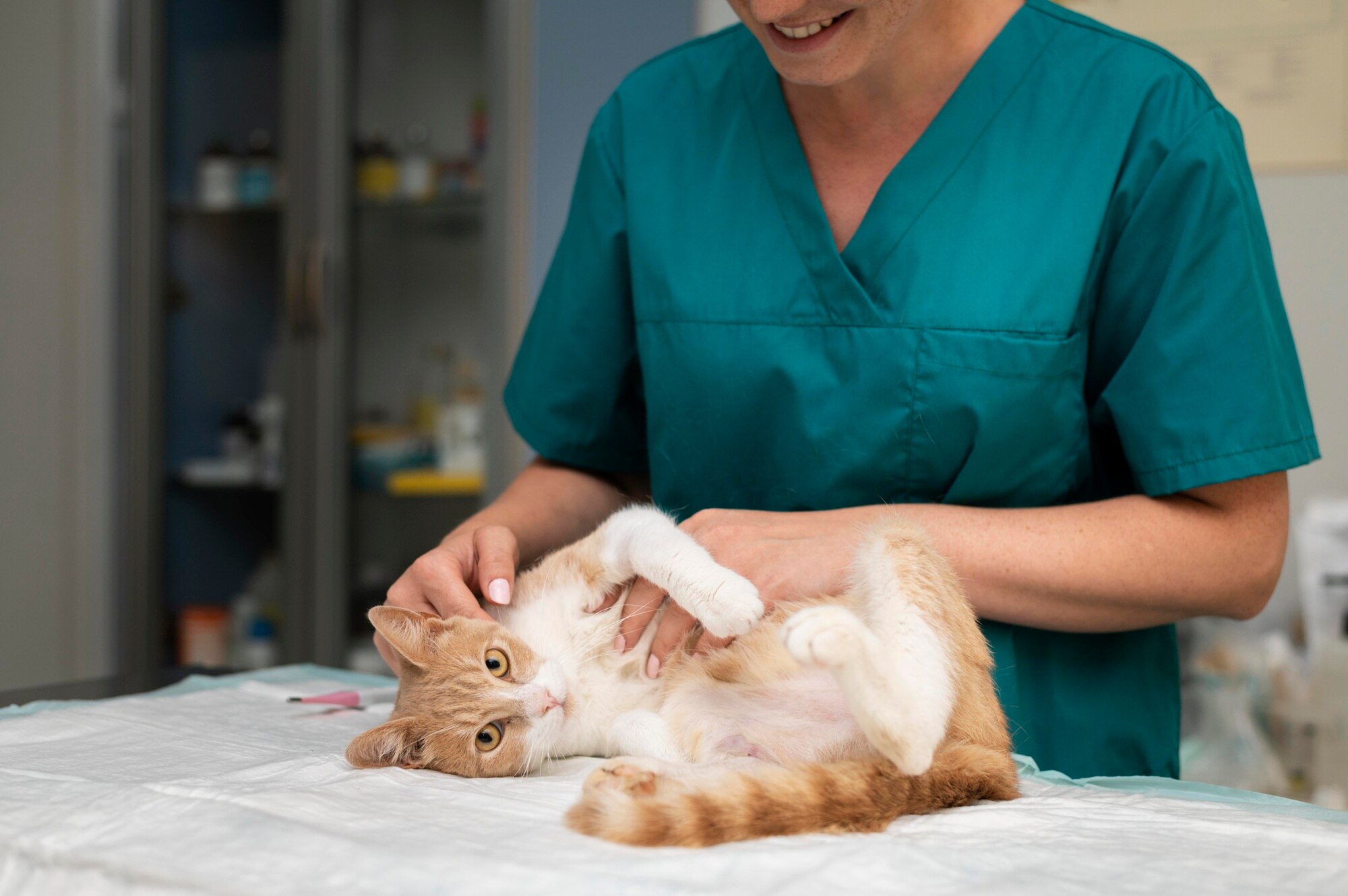 Cuidados después de castrar un gato - Comunidad Retorn