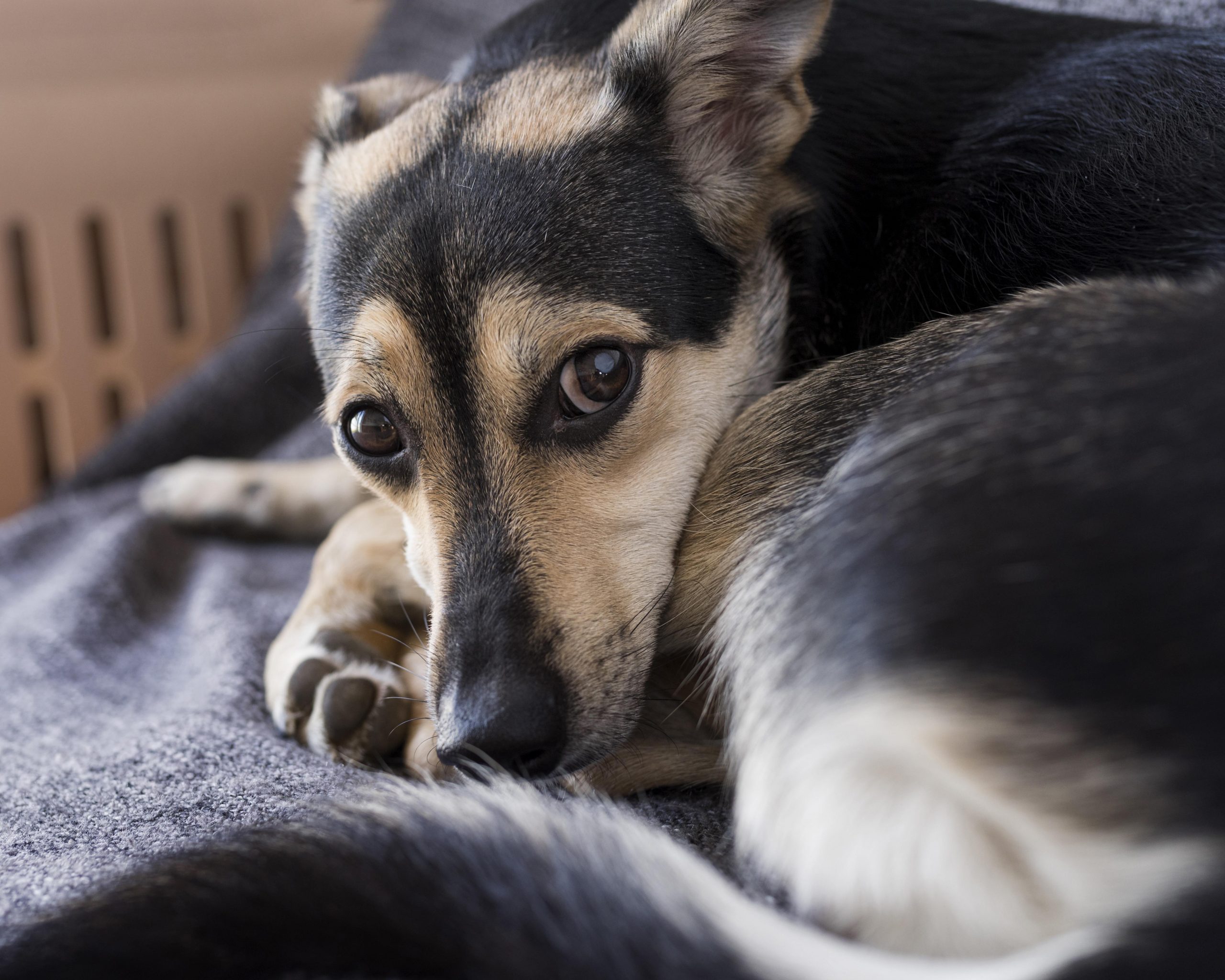 como hacer vomitar a un perro con hidrogeno