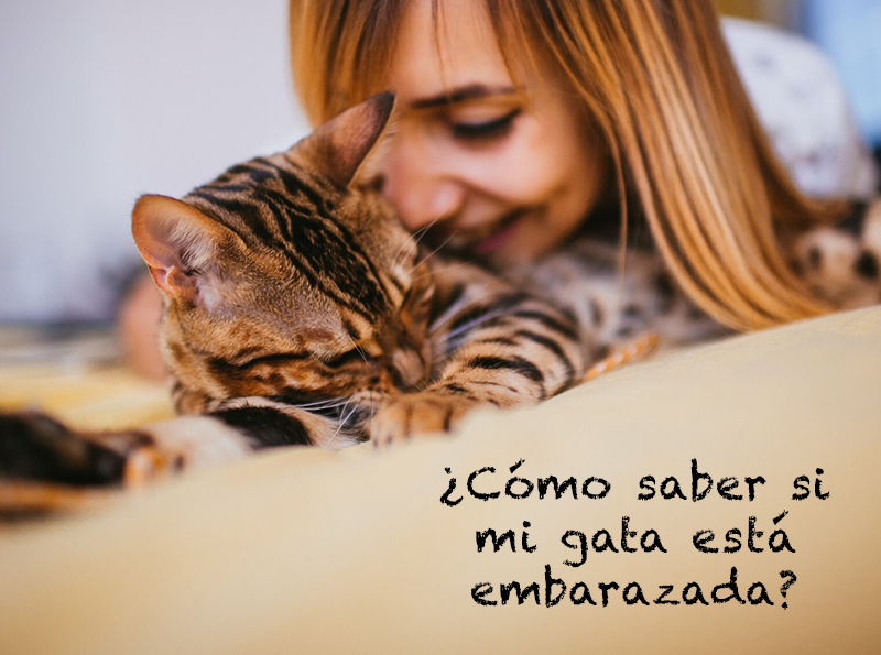 ¿cómo Saber Si Mi Gata Está Embarazada Comunidad Retorn