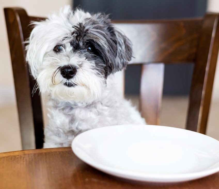 ¿Sabes qué alimentos son tóxicos para tu perro?