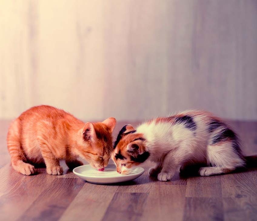 Conveniente misericordia Desgracia Nuevo gatito en casa! ¿Cómo alimentar a un gato cachorro? - Blog