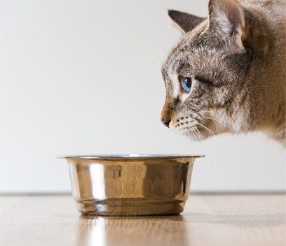 Descubre qué alimento puede resultar tóxico para tu gato