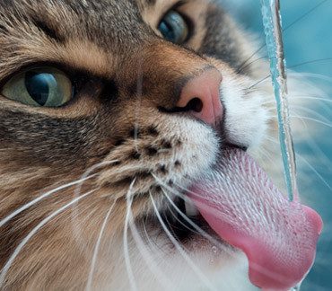 Descubre por qué es tan importante el agua para los gatos