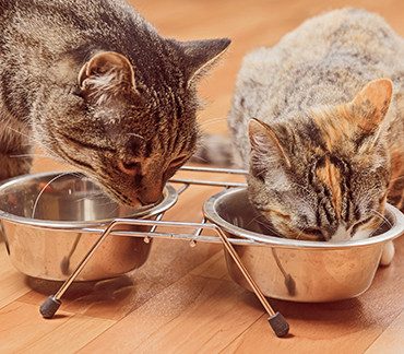 El papel de las grasas en la dieta de tu gato