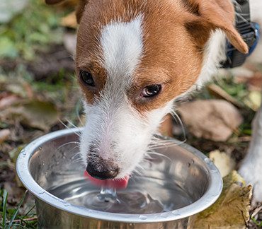¿Cuánta agua tiene que beber mi perro?