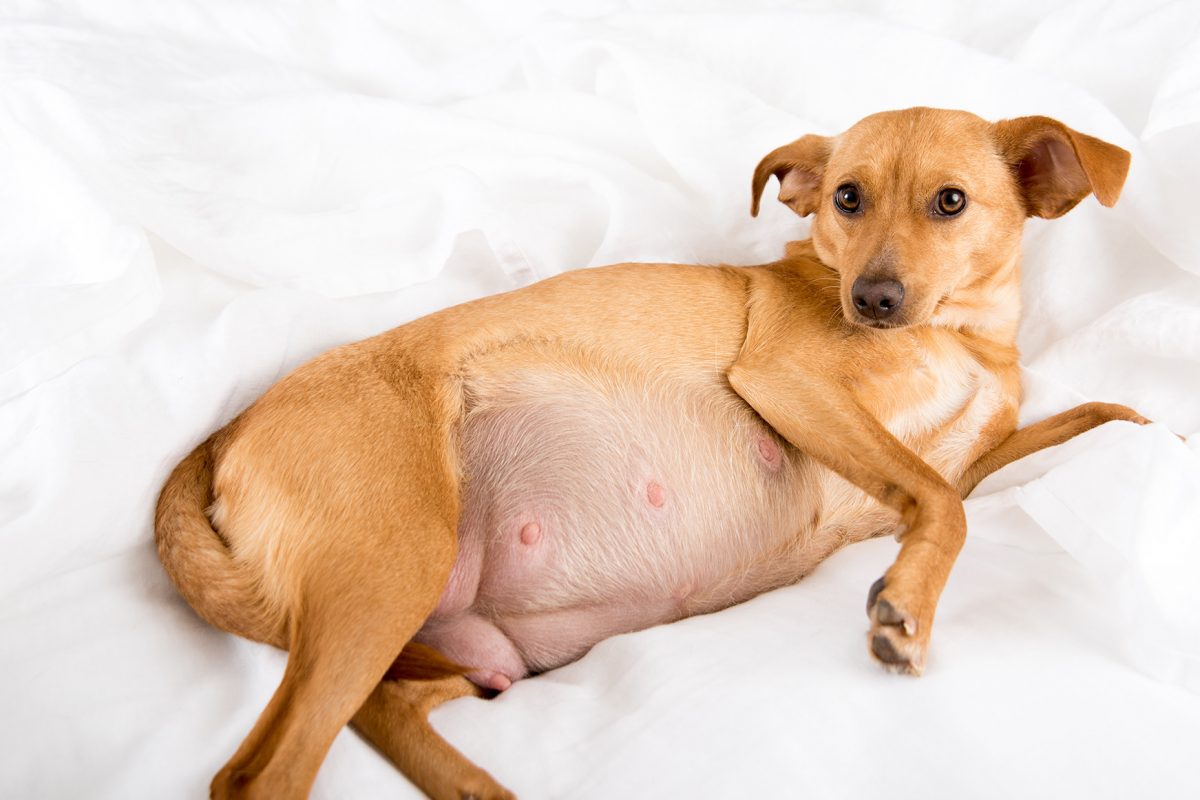 Erradicar Medicina Forense mando Cachorros en camino! ¿Cómo alimentar a una perra embarazada? - Blog