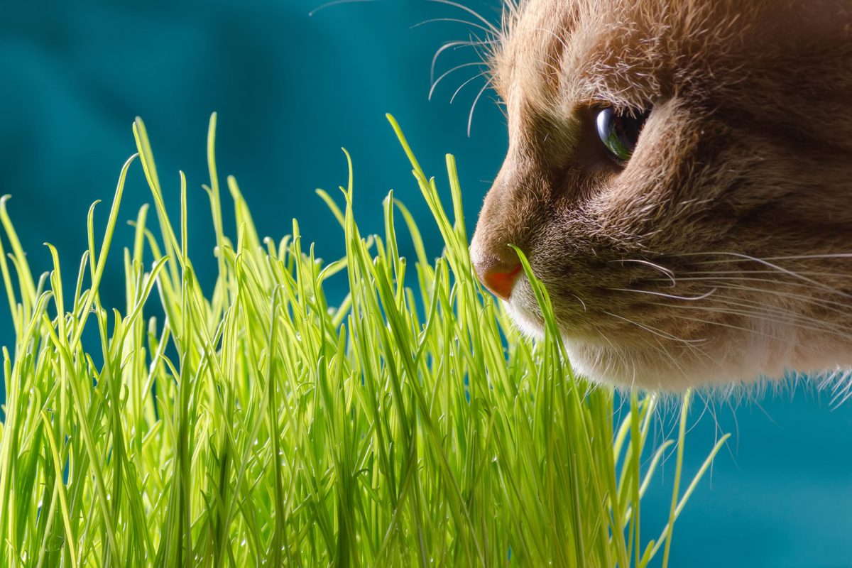 ¿Sabías que hay muchas plantas tóxicas para los gatos? Descúbrelas