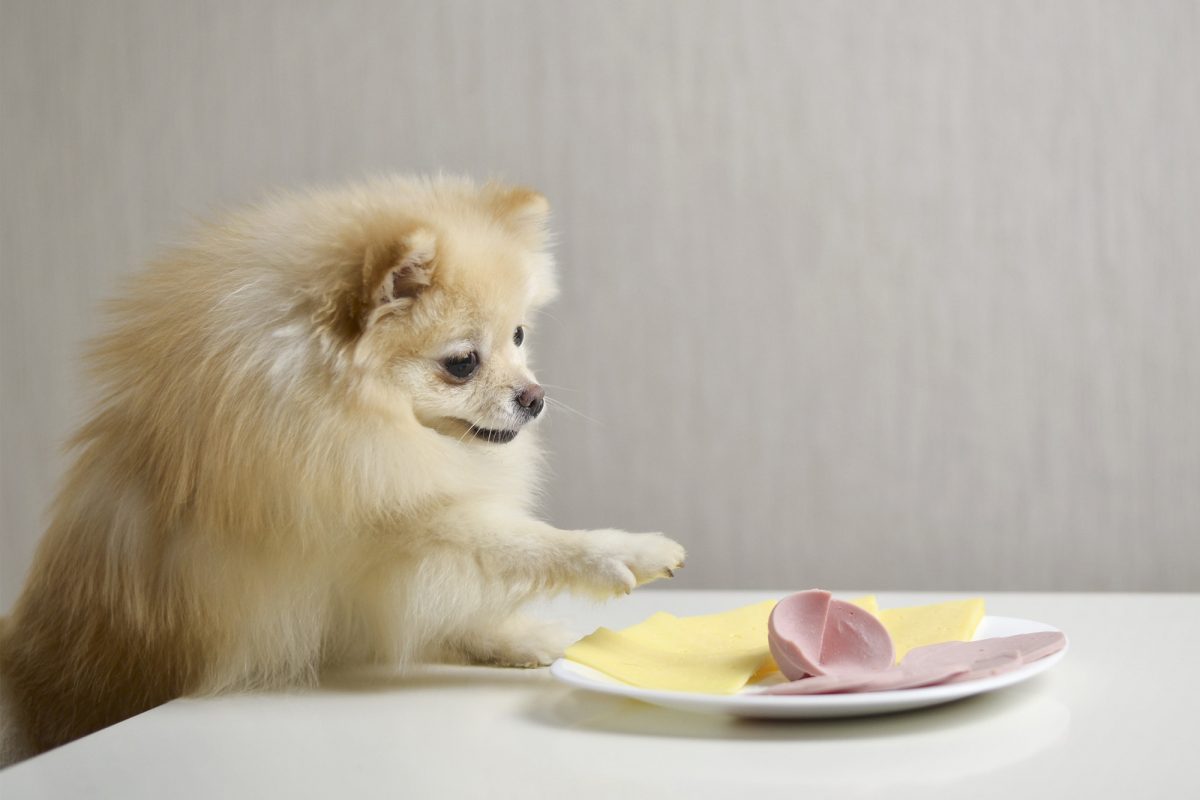 Descubre los alimentos prohibidos para un perro