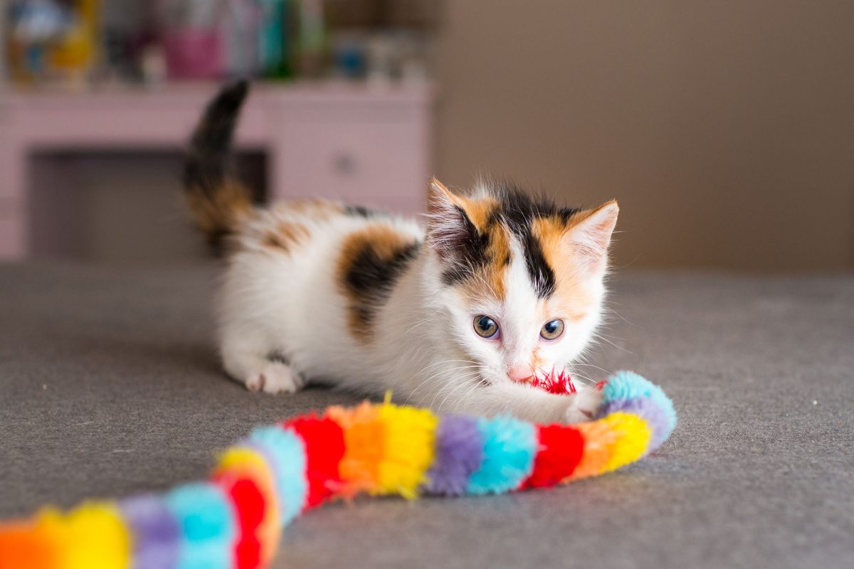 De vez en cuando Beca feo Los mejores juguetes para mantener activo a tu gatito - Blog