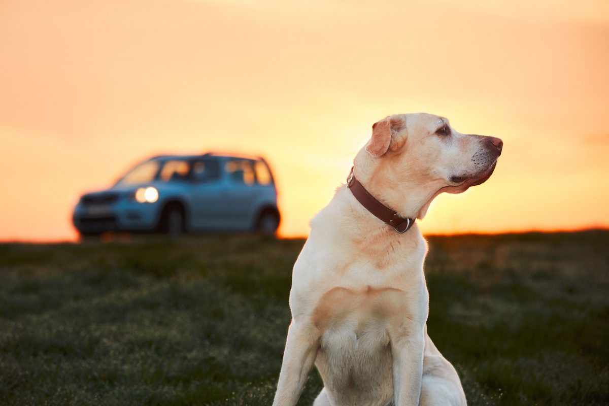 ¿Quieres conocer lugares para pasar un buen fin de semana con tu perro?