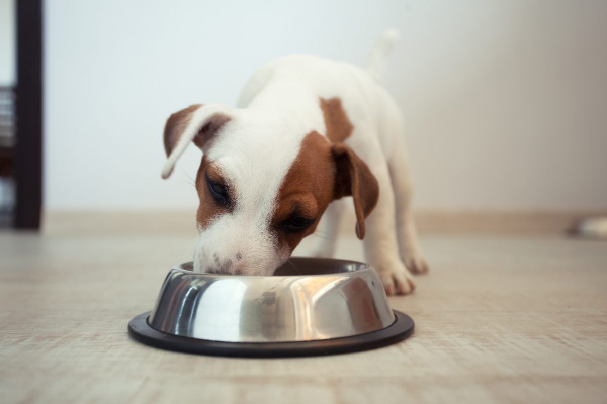¿Qué beneficios tiene la comida semihúmeda?