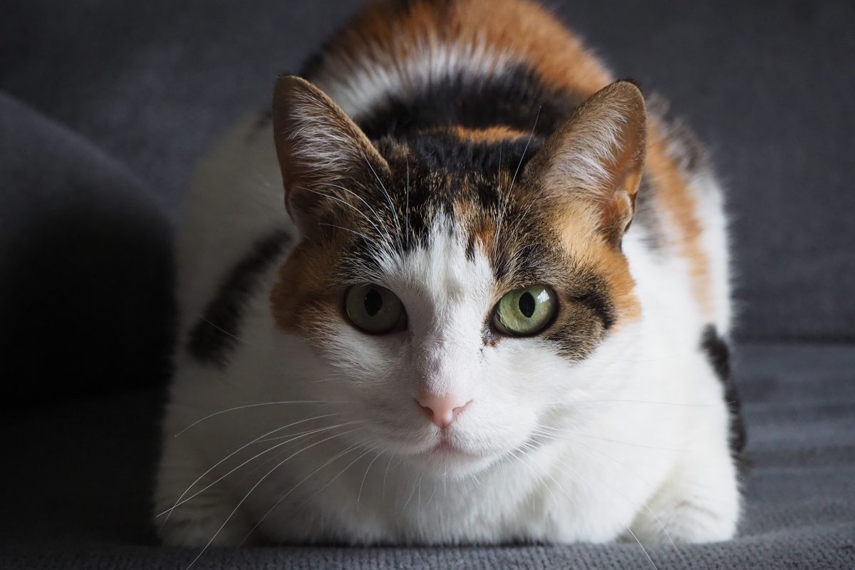 ¡Varía la alimentación de tu gato!