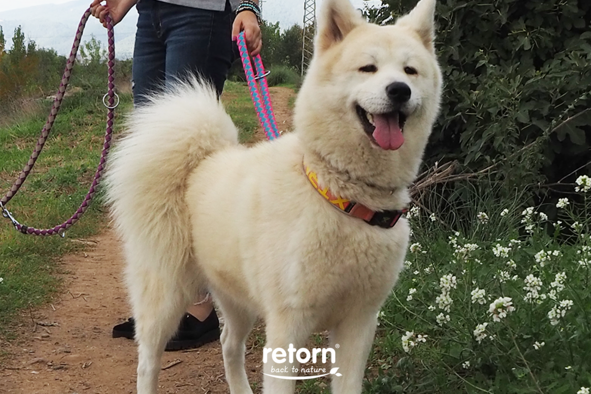 Akita, una raza majestuosa