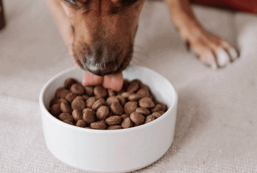 Cómo guardar la comida para mascotas