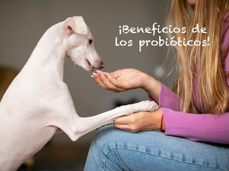 Probióticos para Perros: Salud Intestinal