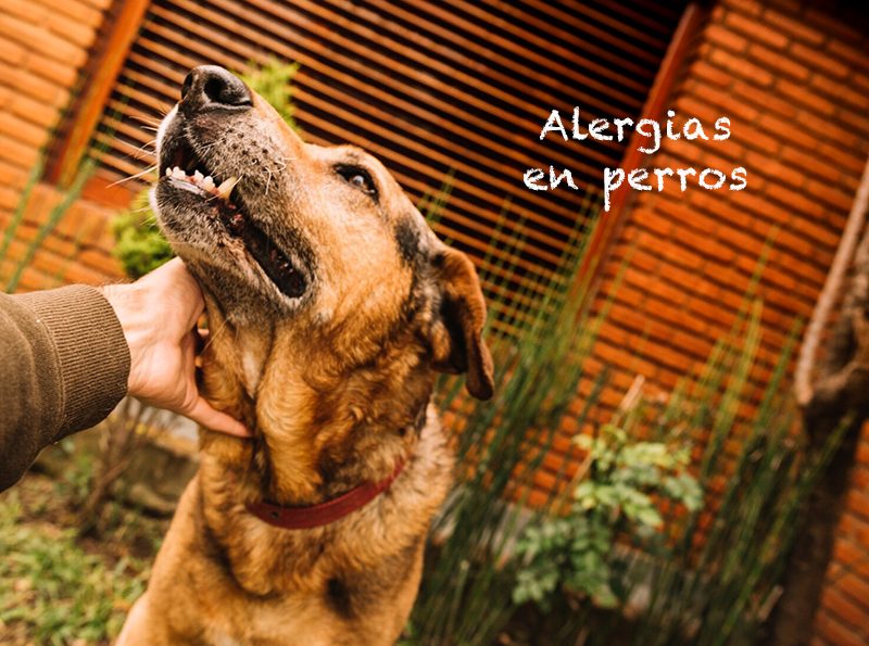 alergias en perros