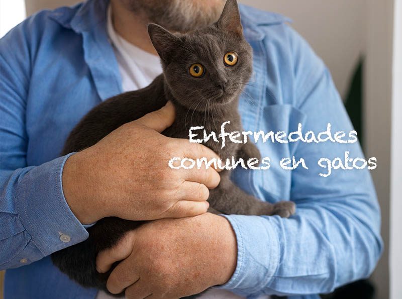 enfermedades de gatos