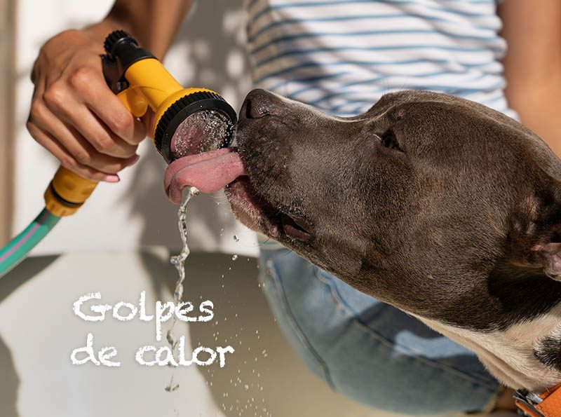 golpe de calor en perros