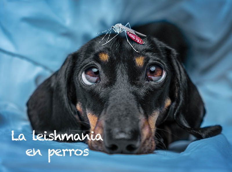 leishmaniasis-en-perros