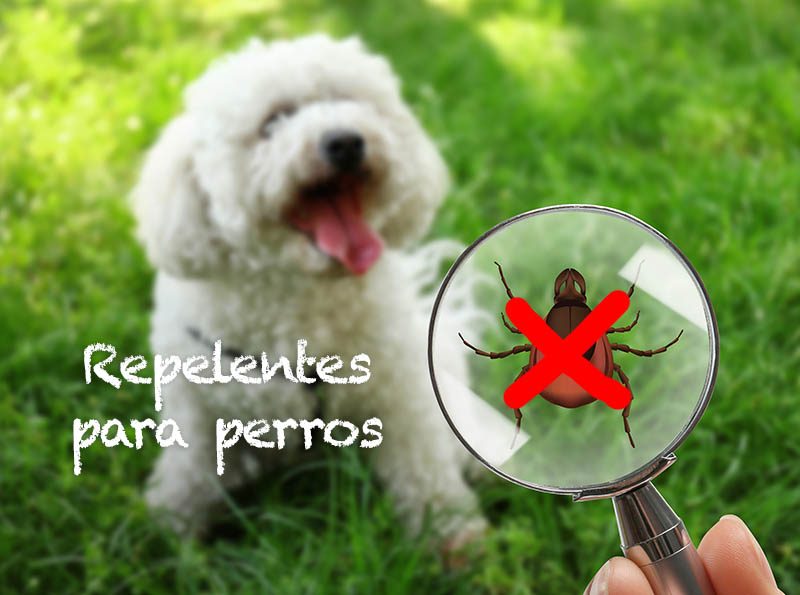 repelentes para perros