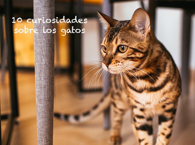 10 curiosidades sobre los gatos