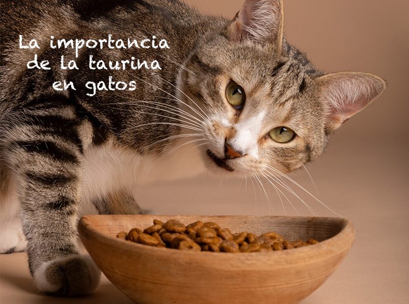 taurina-en-gatos