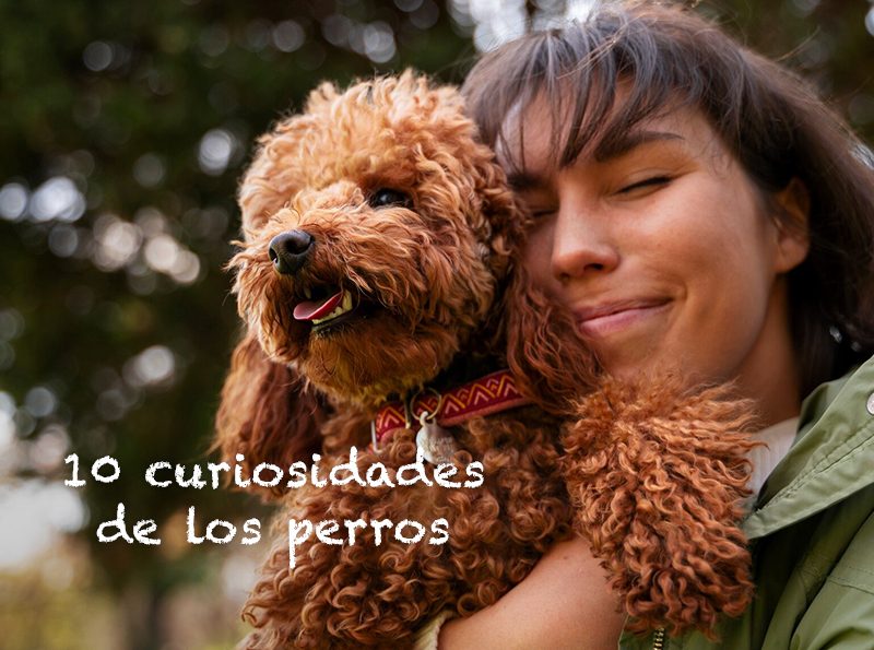 10-cruiosidades-de-los-perros