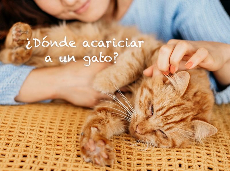 donde-acariciar-a-un-gato