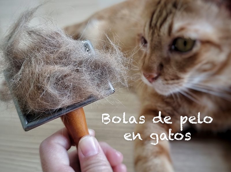 bola de pelo en gatos