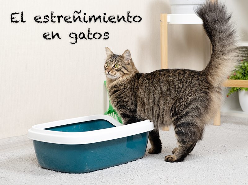 el estreñimiento en gato