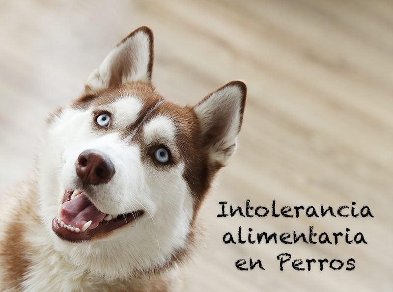 intolerancia alimentaria en perros