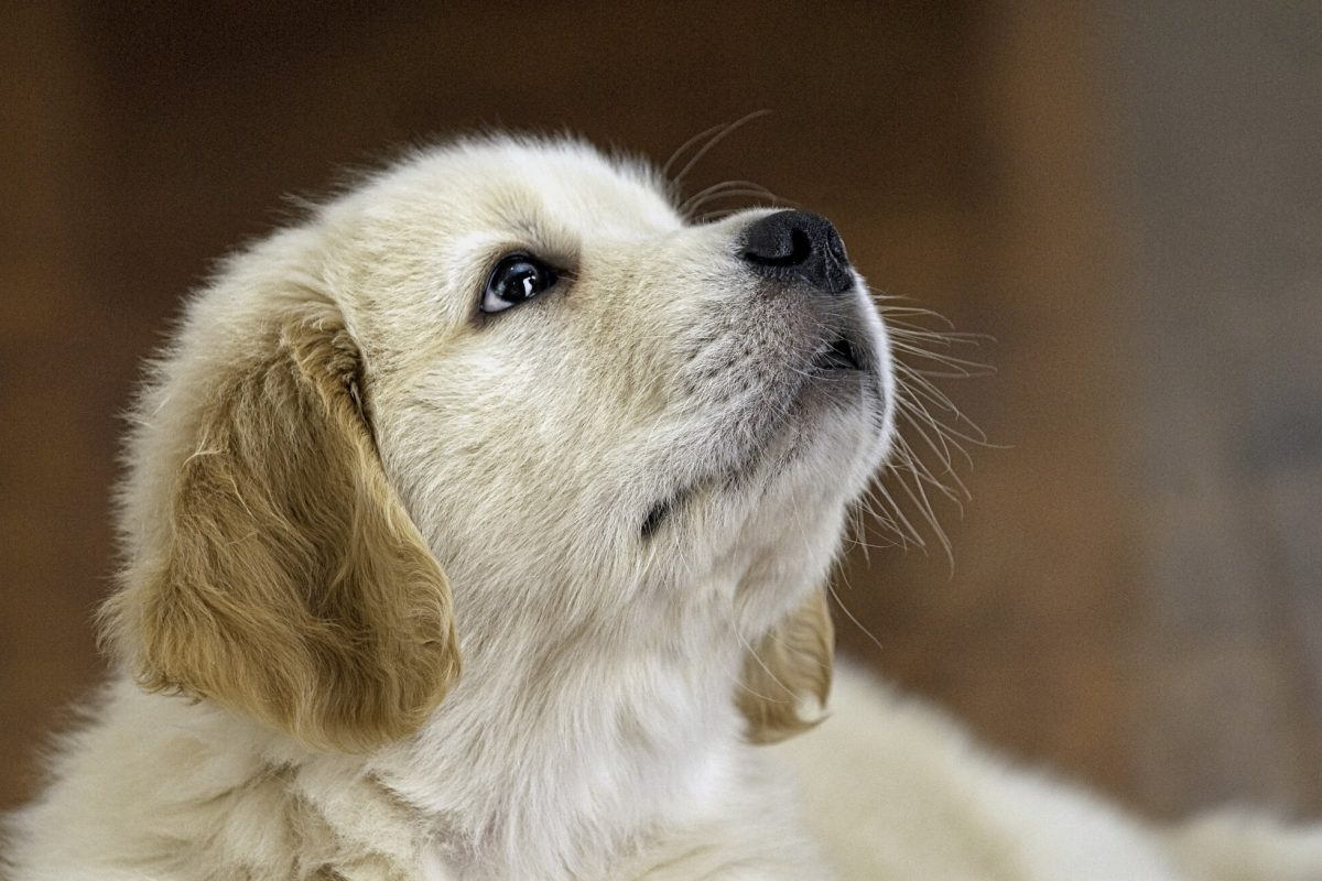 etapas de crecimiento de un cachorro