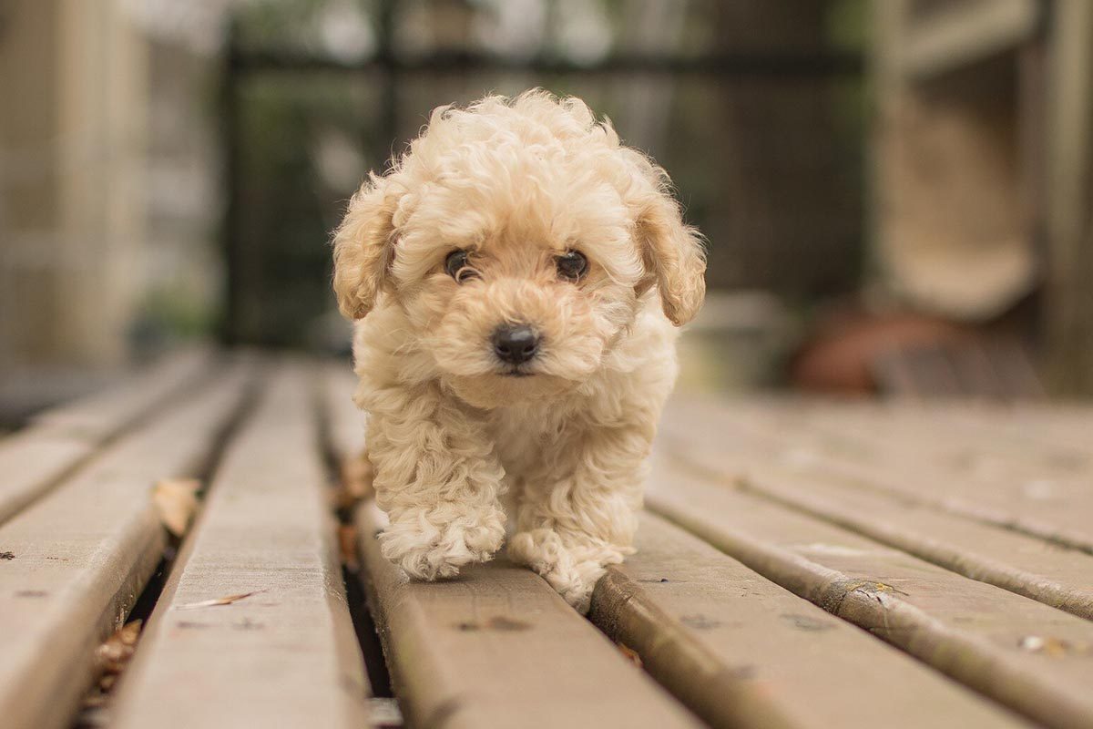 como educar a un cachorro