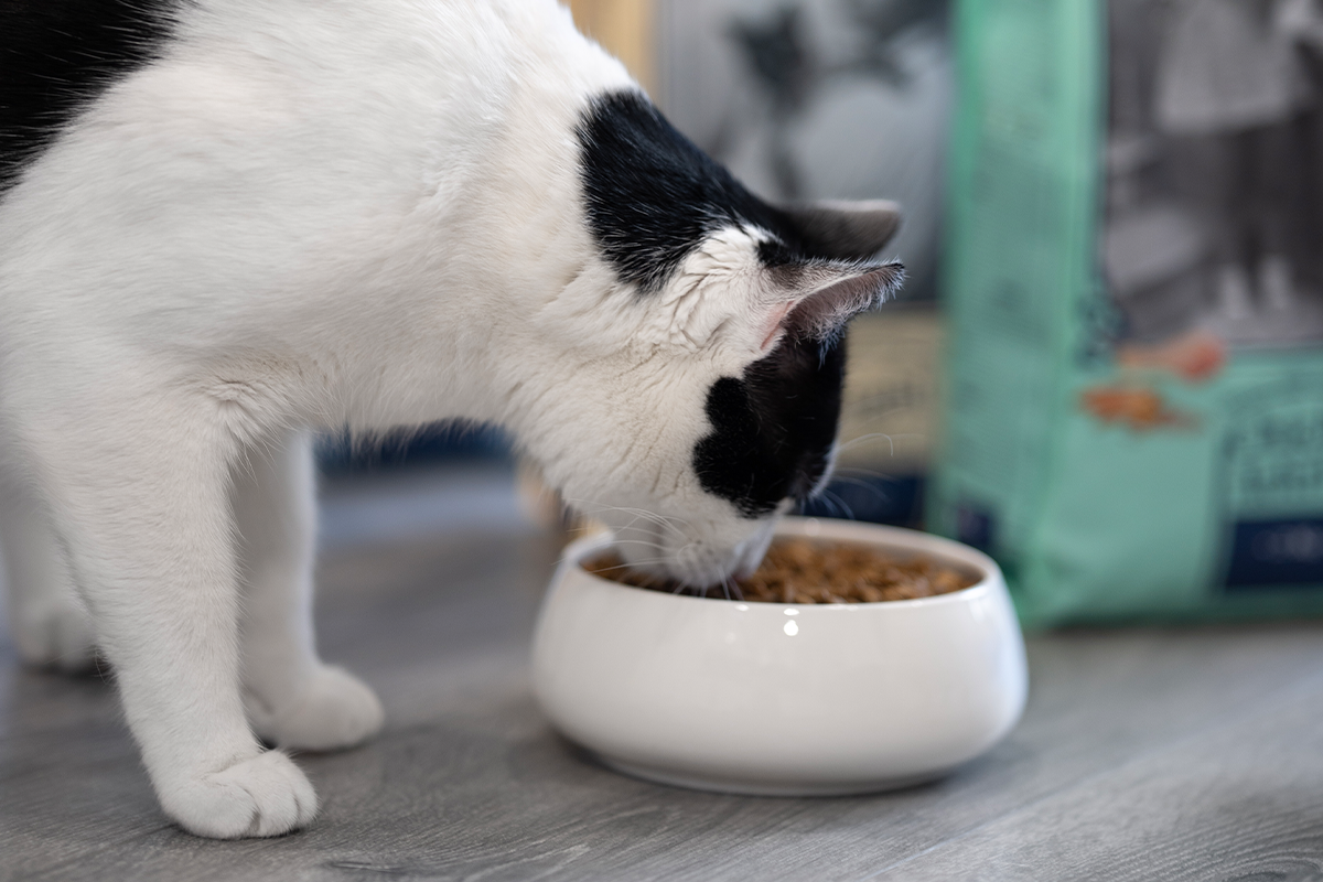 Comida hipoalergénica para gatos