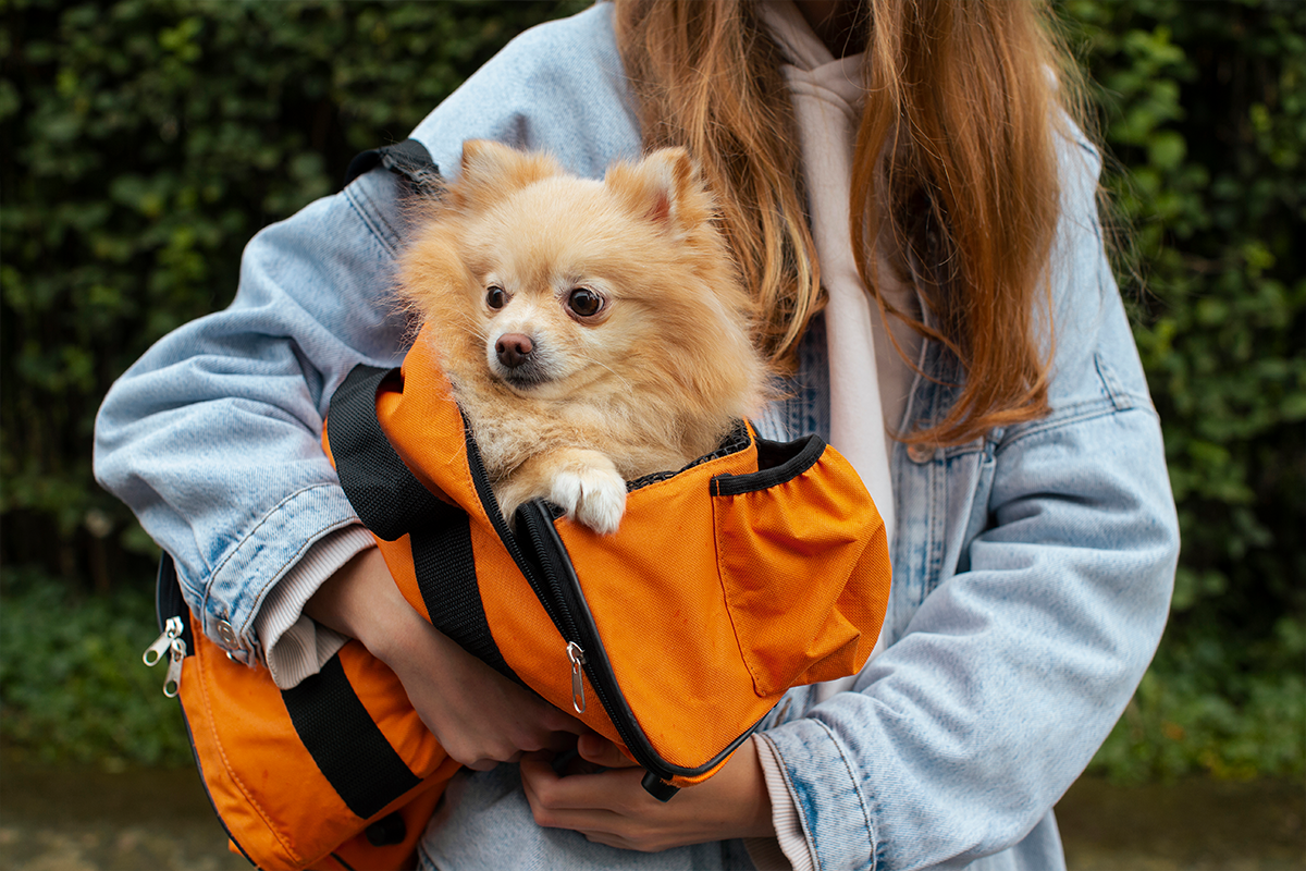 viajar con perro