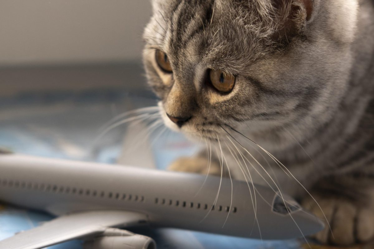 viajar con gato
