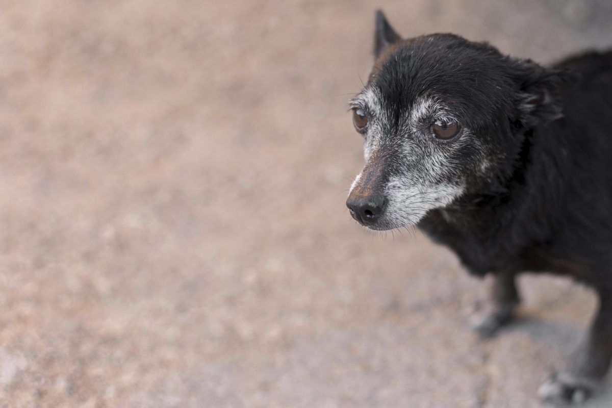 perros senior